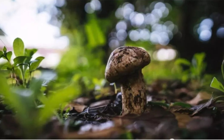 迪庆藏族自治州