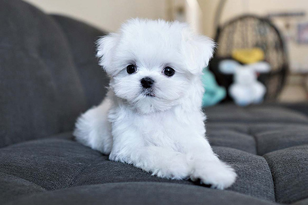 玛尔济斯犬