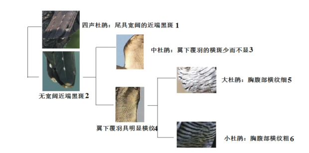 图片1-2545.png