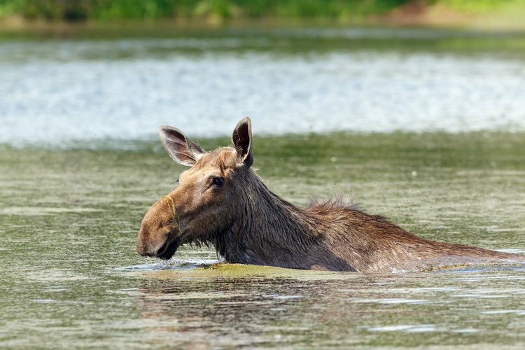 驼鹿在池塘里散步Moose walks in the pond
