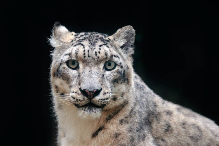 野生雪豹wild snow leopard