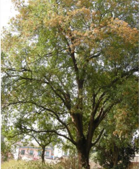 红河哈尼族彝族自治州