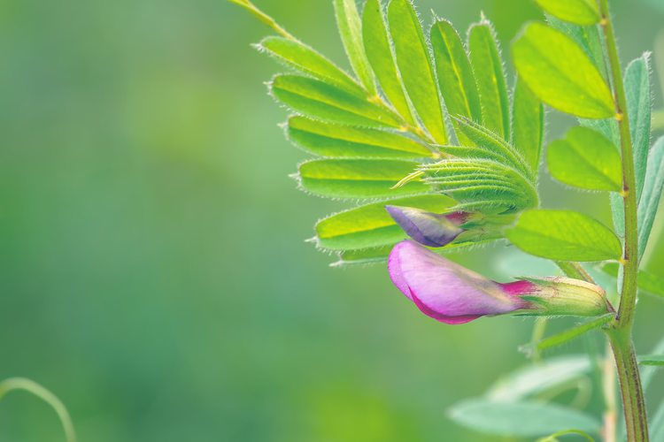 野豌豆