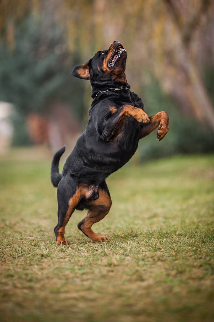 罗威纳犬