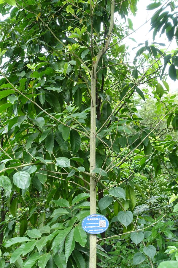 峨眉拟单性木兰