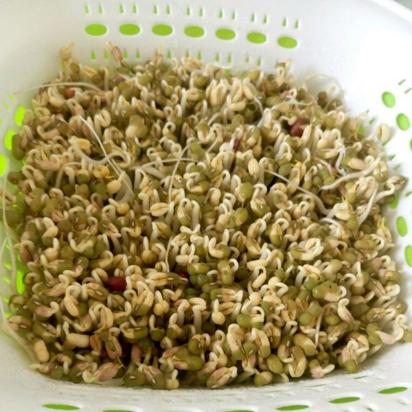 发豆芽