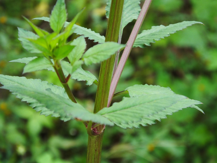 资料：绿色中草药植物鬼针草