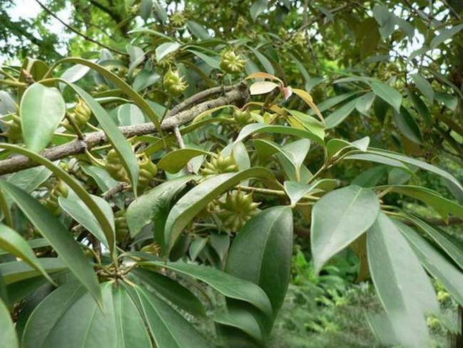 莽草
