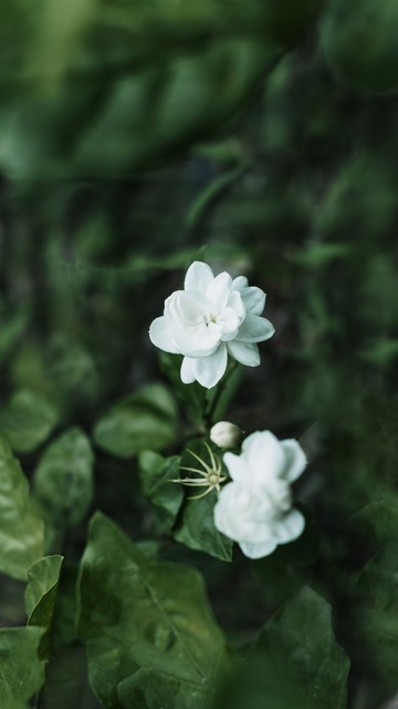 福州茉莉花.jpeg