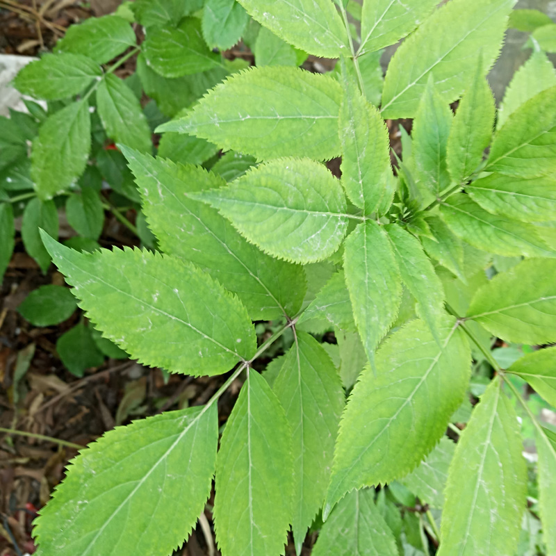 顺筋枝