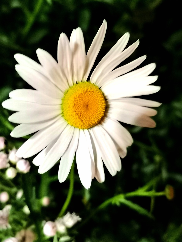 白晶菊