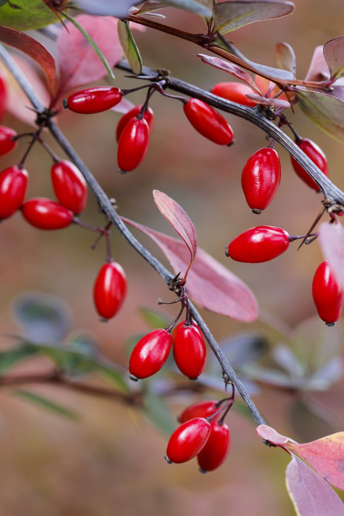 柏柏树分支。选择性聚焦Berberis branch. Selective focus
