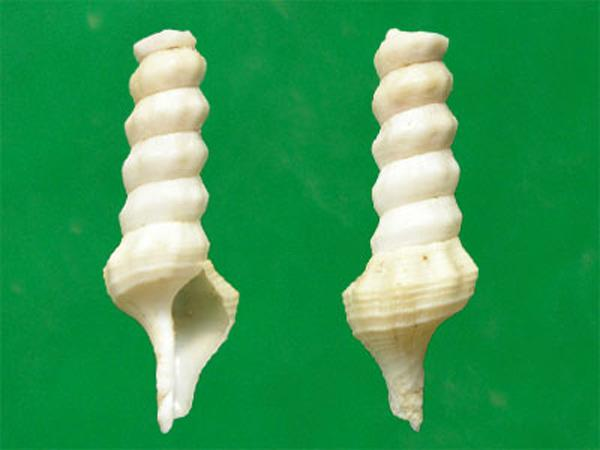 澳洲圣螺（幼贝）