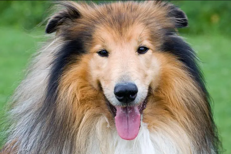 苏格兰牧羊犬
