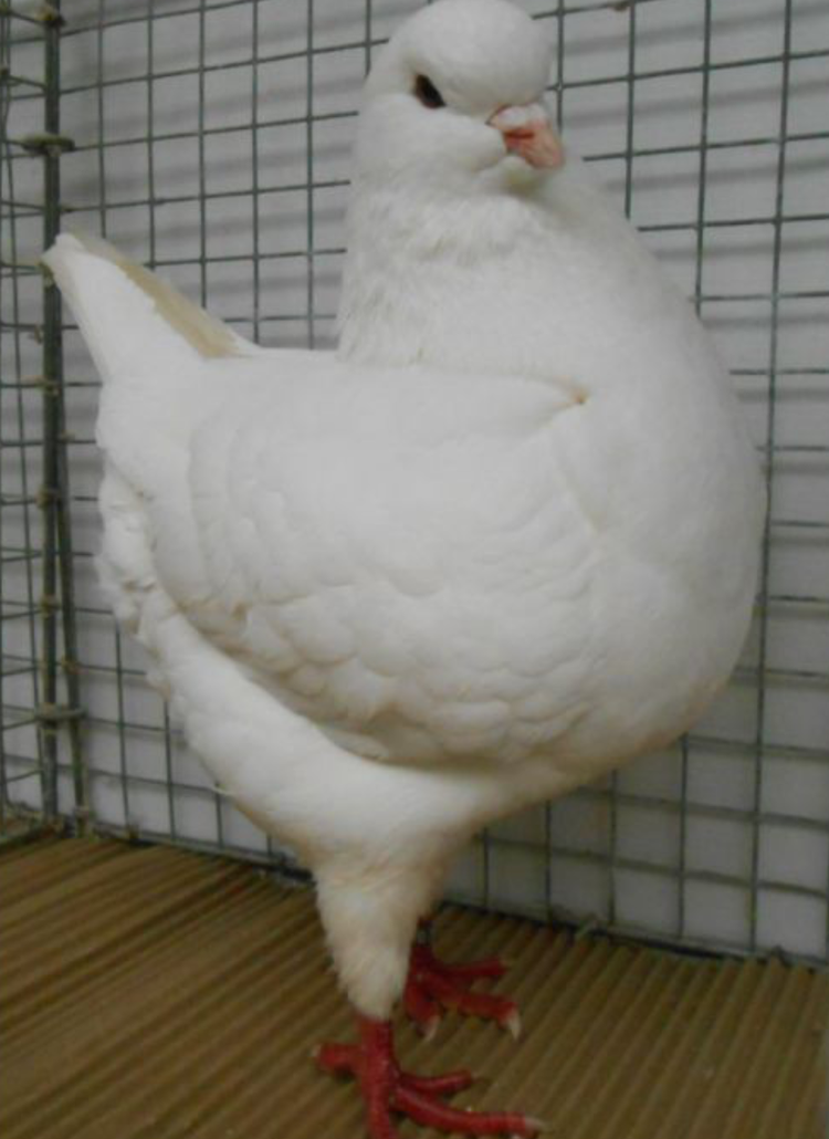 肉鸽
