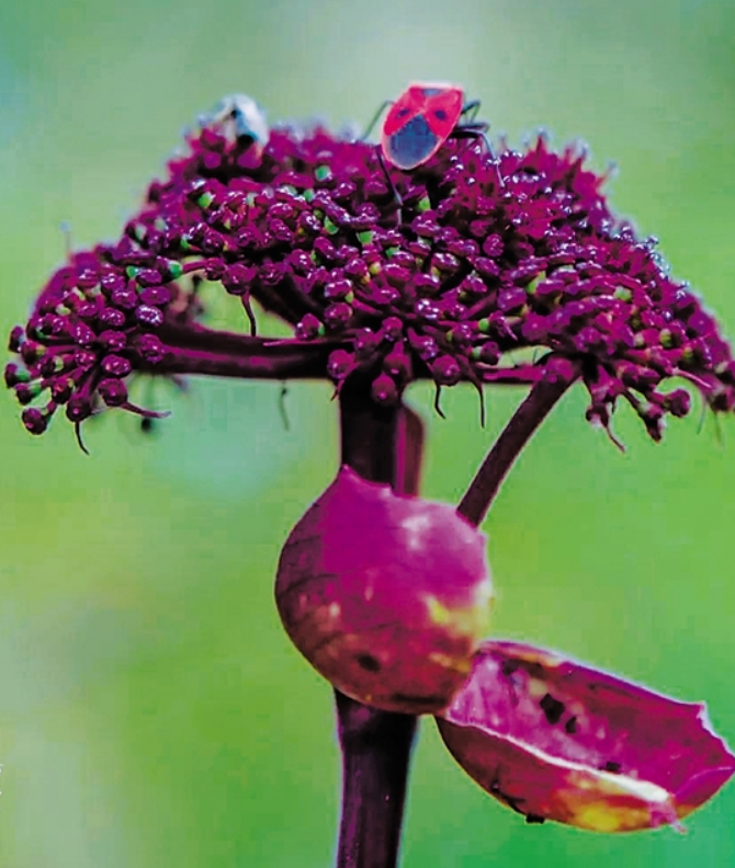 紫花前胡.png
