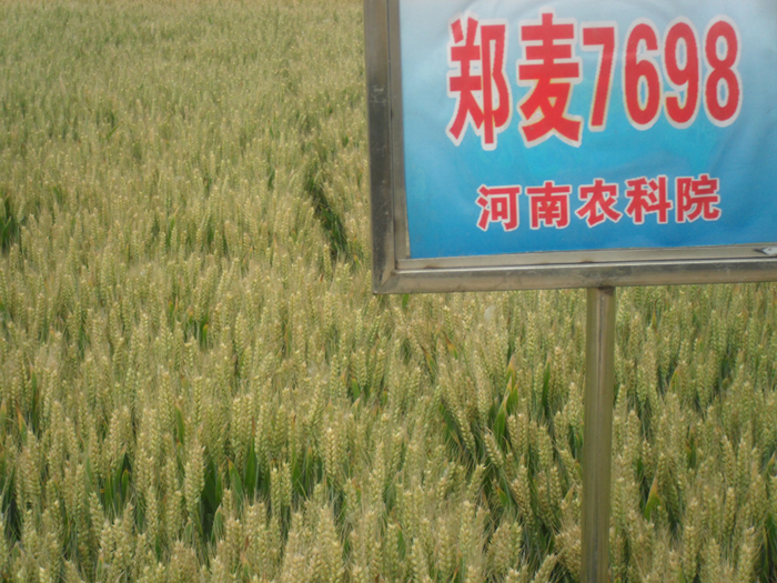 郑麦7698