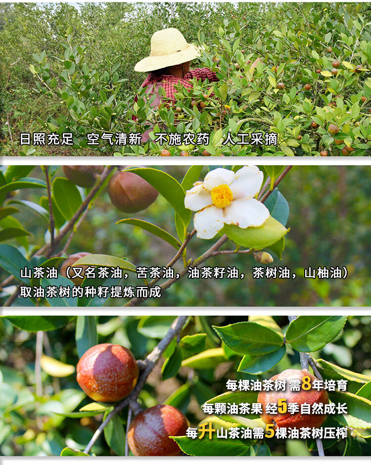 茶油.jpeg