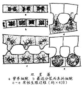 双星藻属