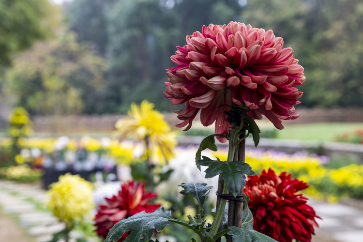 中国科学院武汉植物园