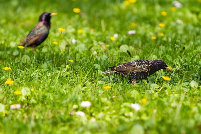 寻找食物的八哥starlings in the search for food