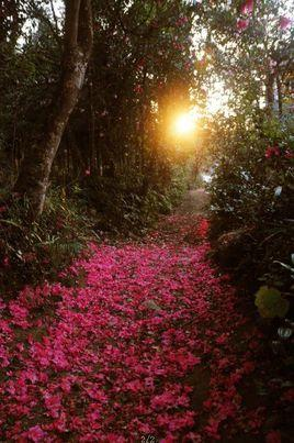 茶花村