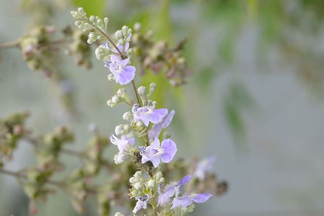 黄荆