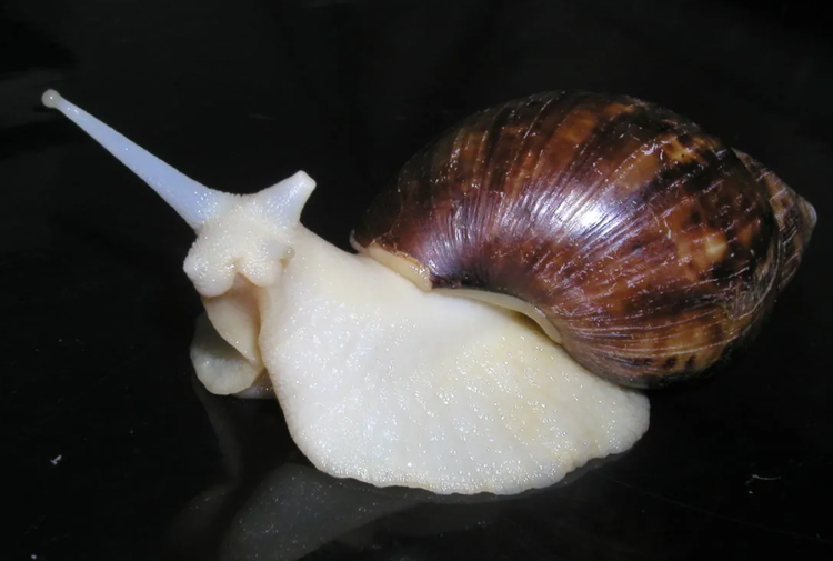白玉蜗牛