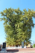 新村银杏产业开发区