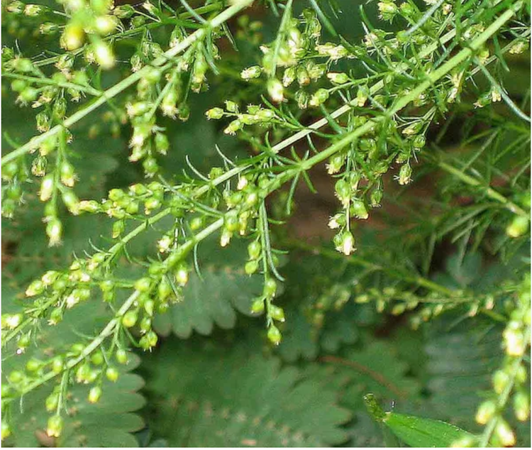 茵陈蒿的花序.png