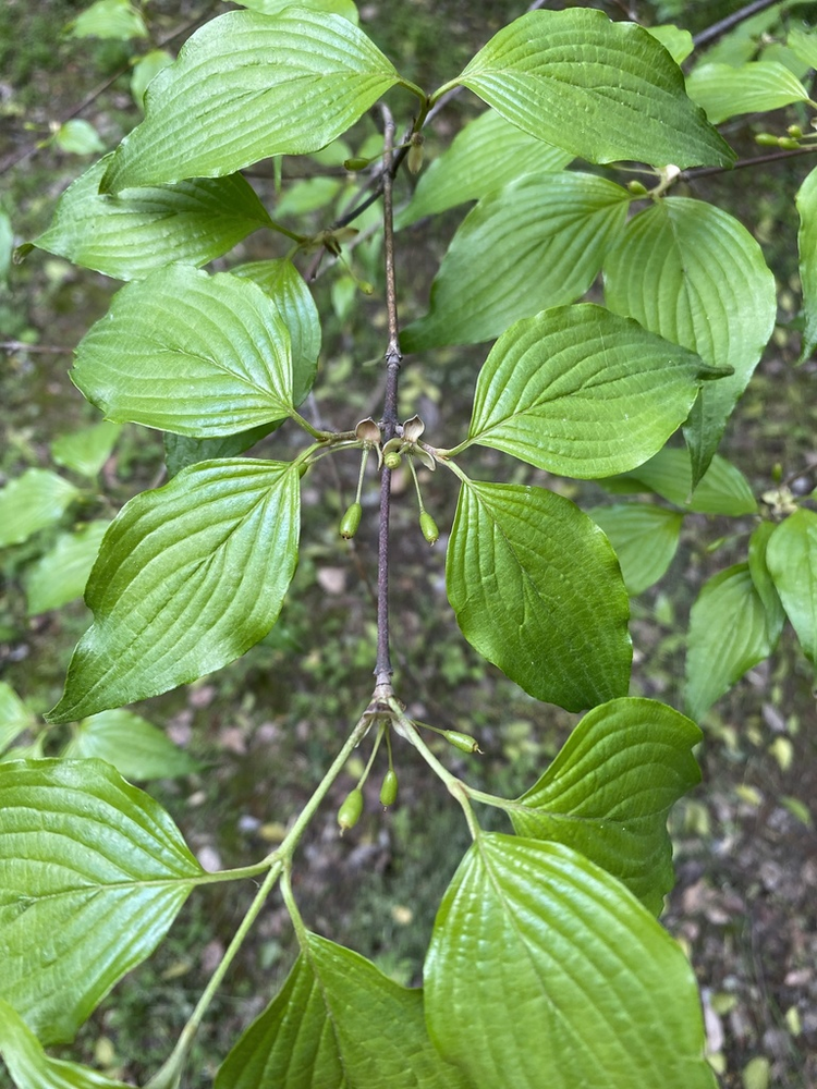 山茱萸