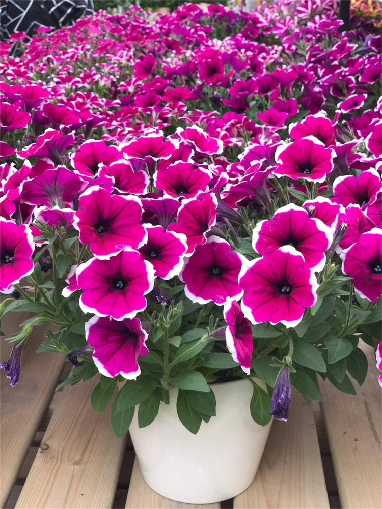 花卉