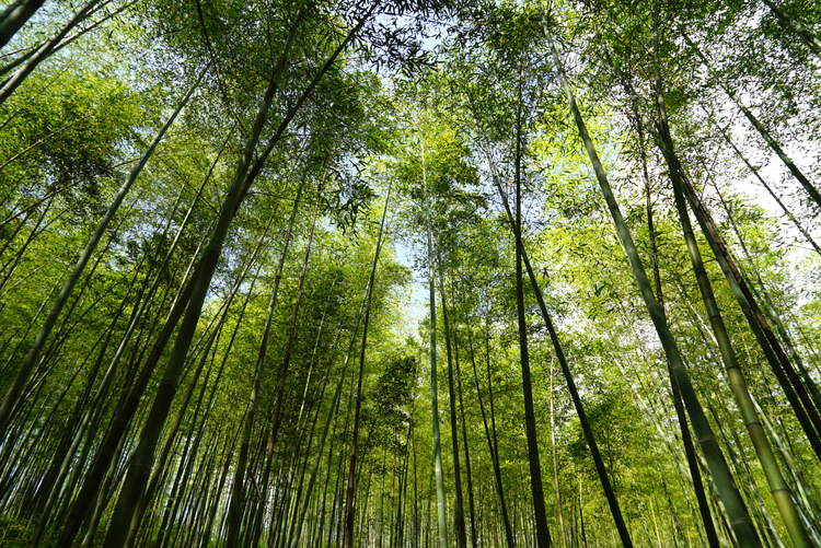 峨山彝族自治县