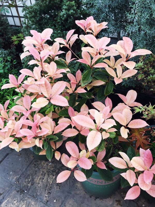彩叶桂花