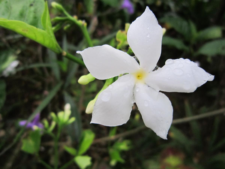 jasmine_shrub_woody_plant.jpg