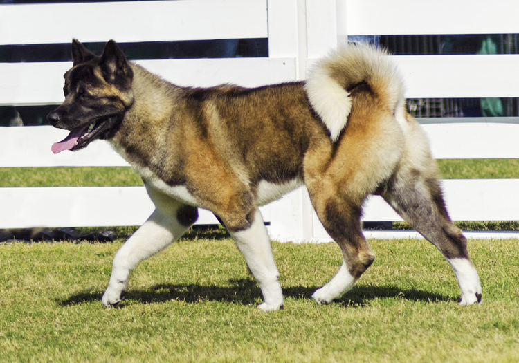 秋田犬
