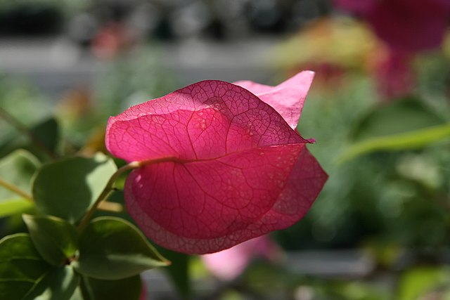 叶子花属