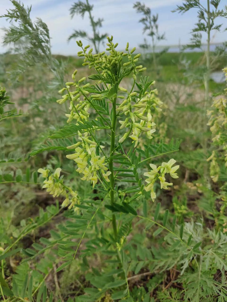 蒙古黄芪