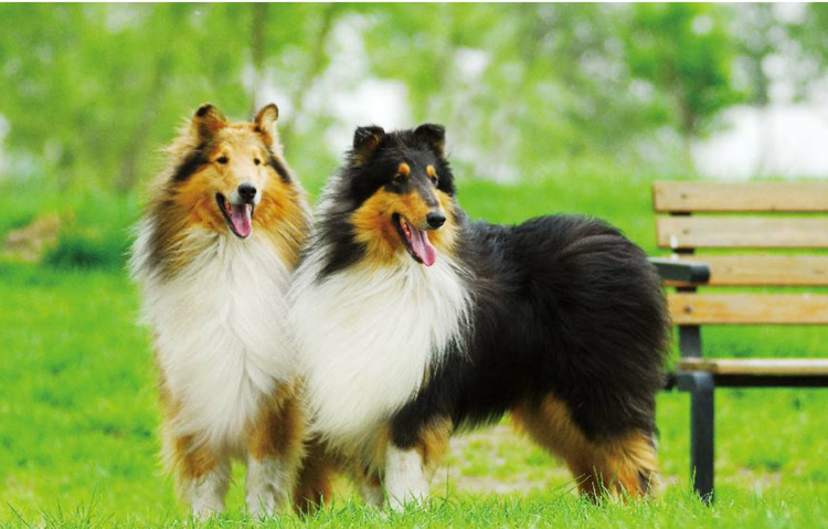 苏格兰牧羊犬