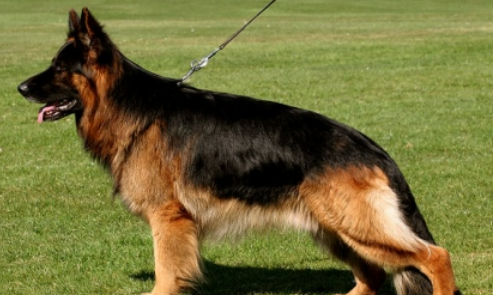 德国牧羊犬