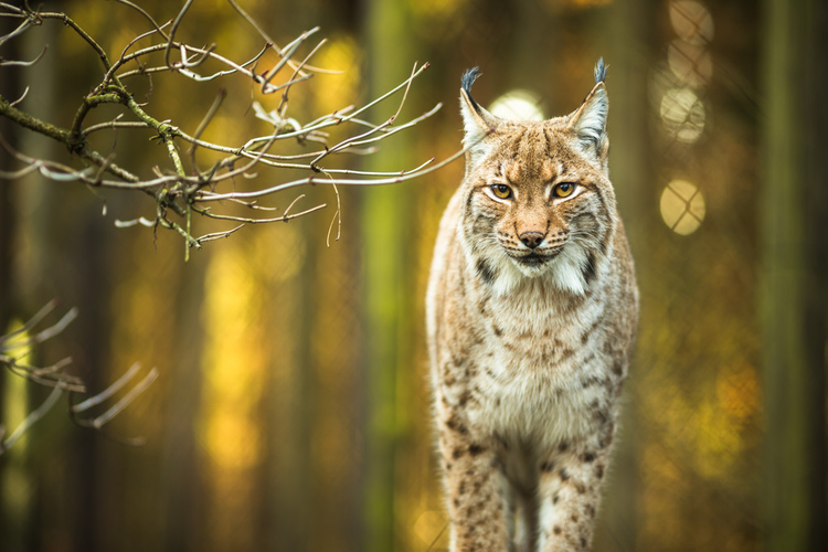 欧亚猞猁(猞猁)Eurasian Lynx (Lynx lynx).jpeg