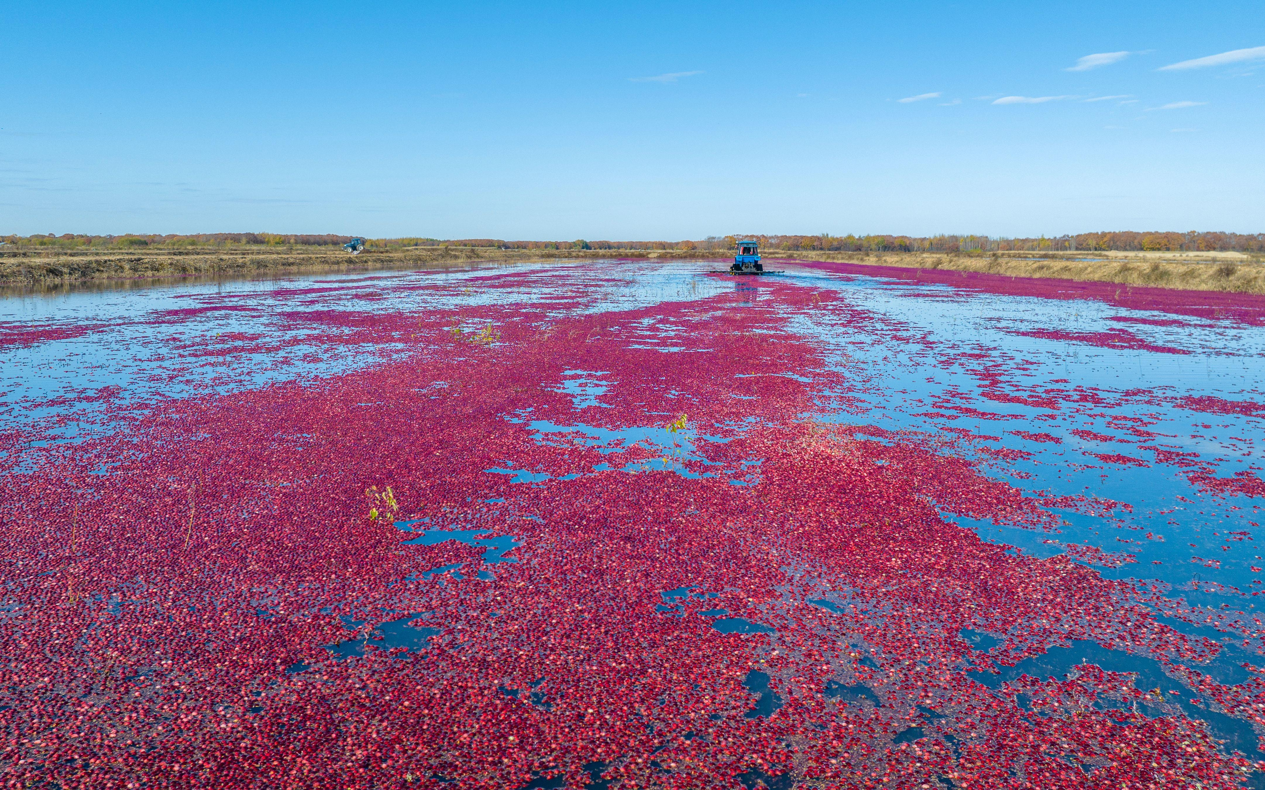 红海蔓越莓基地