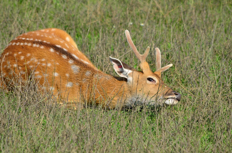 梅花鹿Sika deer.jpeg