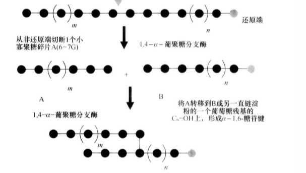 淀粉