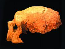 南京直立人化石遗址公园