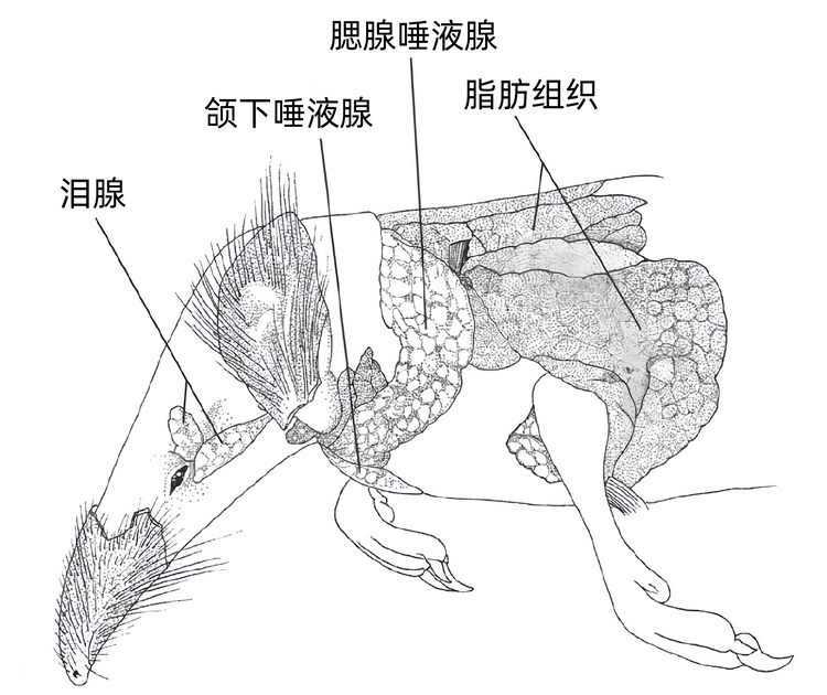 结构.jpeg
