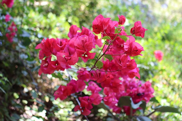 叶子花属