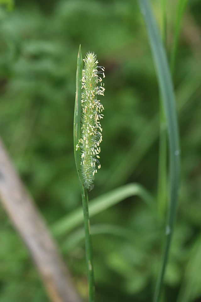梯牧草