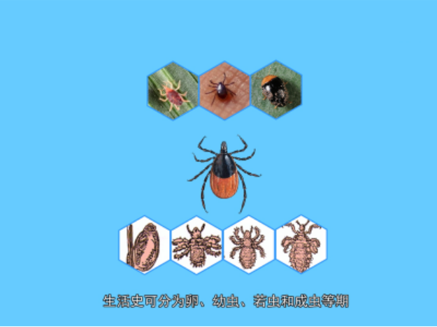 蜱螨