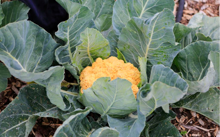 青花菜黄冠
